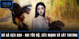 Đá gà cựa dao