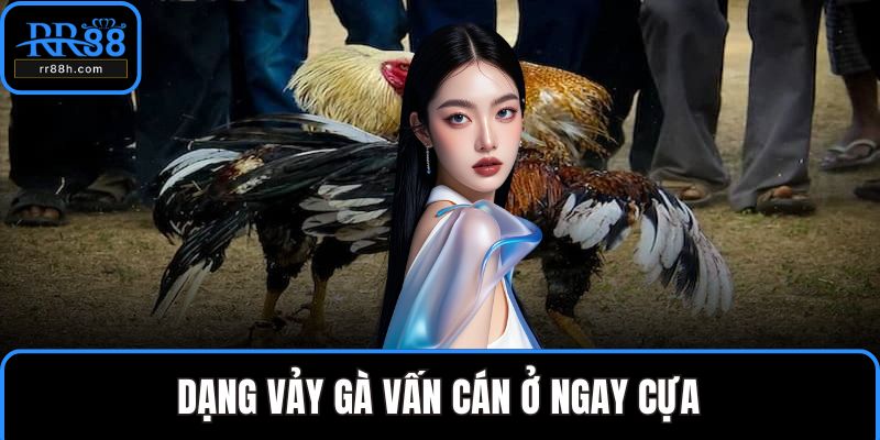 Dạng vảy gà vấn cán ở ngay cựa
