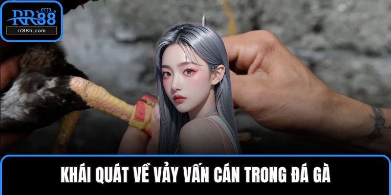 Khái quát về vảy vấn cán trong đá gà