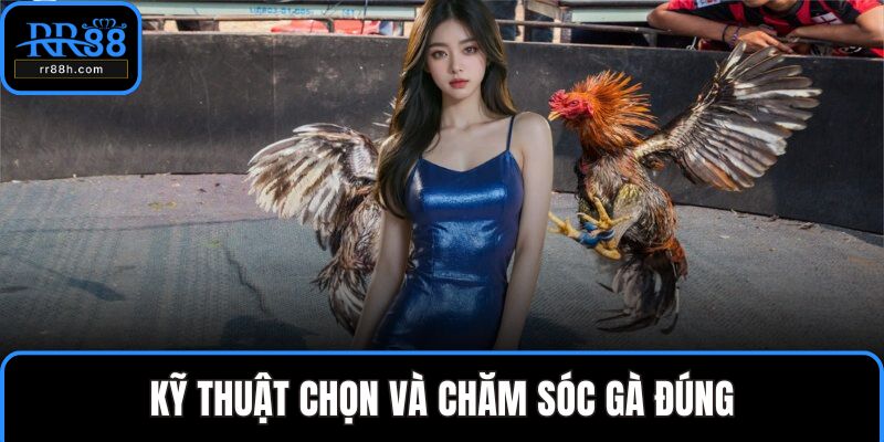 Kỹ thuật chọn và chăm sóc gà đúng