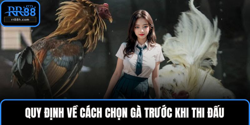 Quy định về cách chọn gà trước khi thi đấu