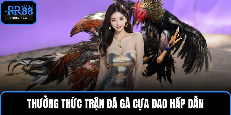 Thưởng thức trận đá gà cựa dao hấp dẫn